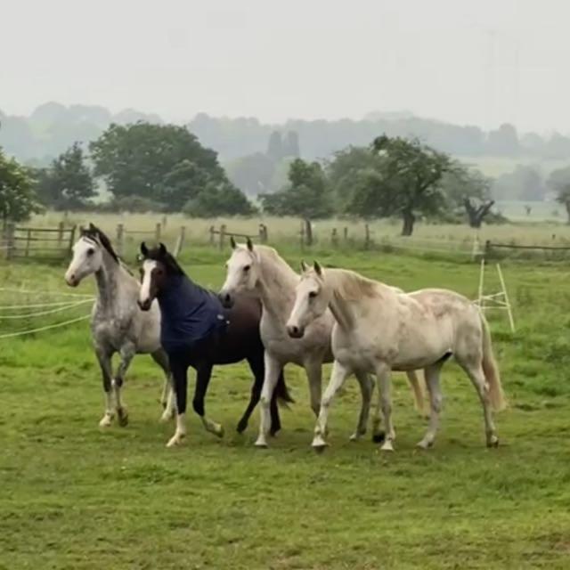 Gaestehaus White Horse Diedersen Coppenbrügge 외부 사진